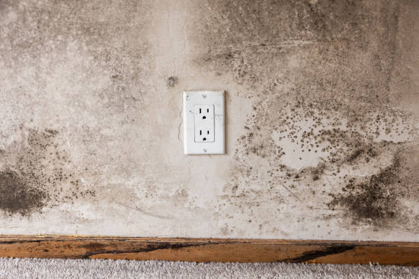  Scottsbluff, NE Mold Removal Pros