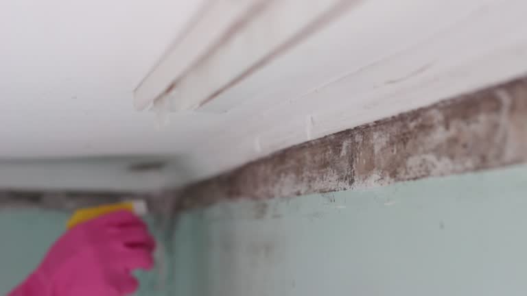 Best Water Damage & Mold Remediation  in Scottsbluff, NE